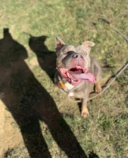 Chubbs thumbnail 3