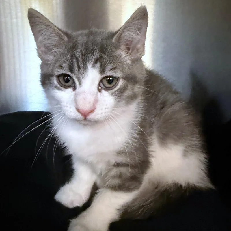 A baby small-sized female Gray / Blue / Silver Domestic Short Hair cat named Zimothy for adoption in Woodinville, WA