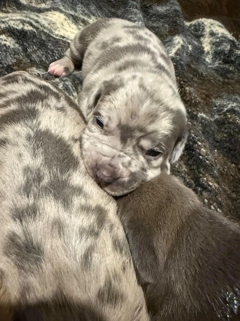 A baby medium-sized female Merle (Blue) Pit Bull Terrier dog named Ella for adoption in Binghamton, NY