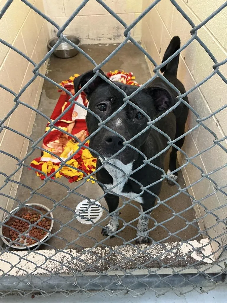 A young medium-sized female Mixed Breed dog named Charlotte for adoption in Dyersburg, TN