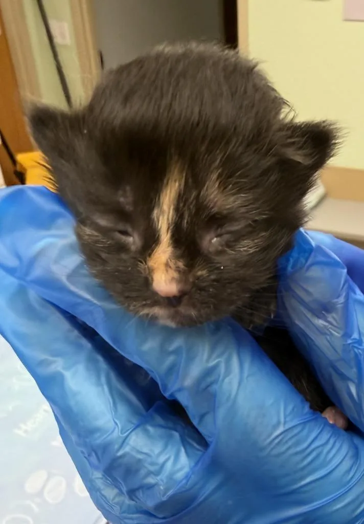 A baby small-sized female Domestic Short Hair cat named Te Kā for adoption in Waverly, NY