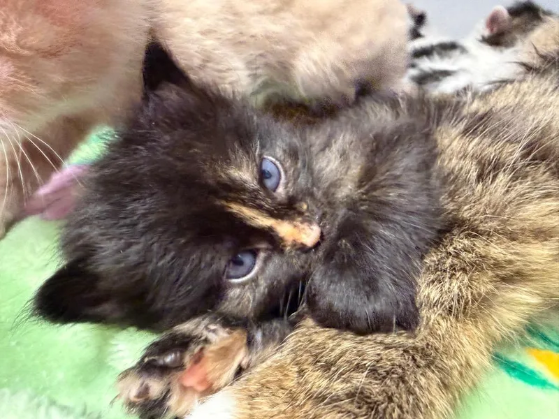 Te Kā thumbnail 3