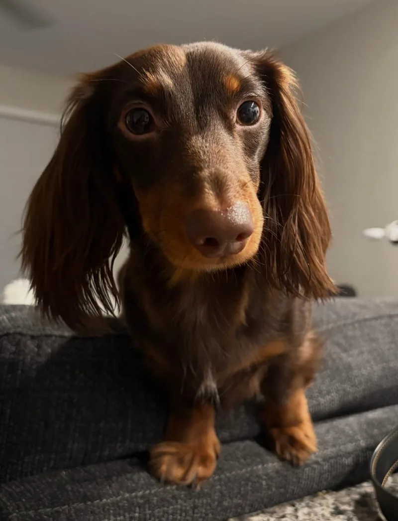 An adult medium-sized male Dachshund dog named Jellybean    for adoption in Los Angeles, CA