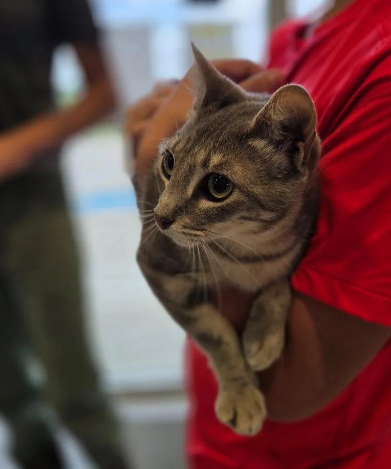 A young large-sized female Domestic Short Hair cat named Aurora for adoption in Bossier City, LA