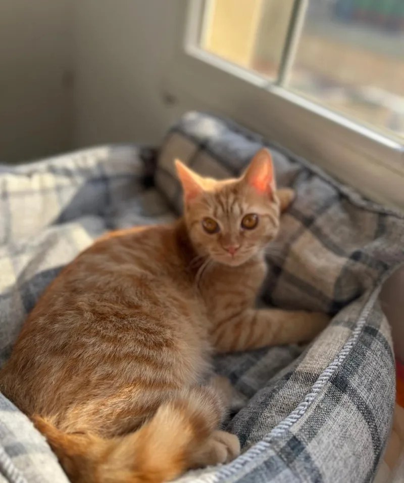 A young large-sized male Orange / Red Domestic Short Hair cat named Ayman for adoption in Whitewater, WI