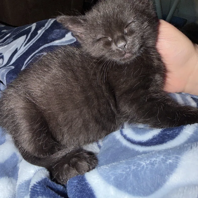 A baby small-sized male Domestic Short Hair cat named Neo for adoption in Lumberton, NC