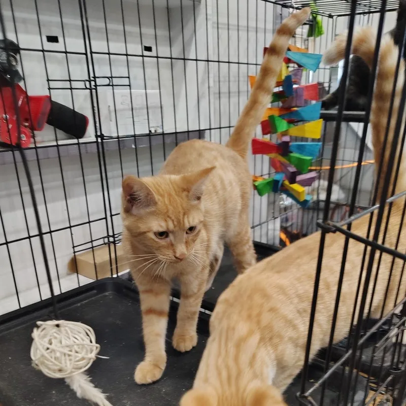 A baby medium-sized male Tabby (Orange / Red) Domestic Short Hair cat named Palmer for adoption in Beulaville, NC