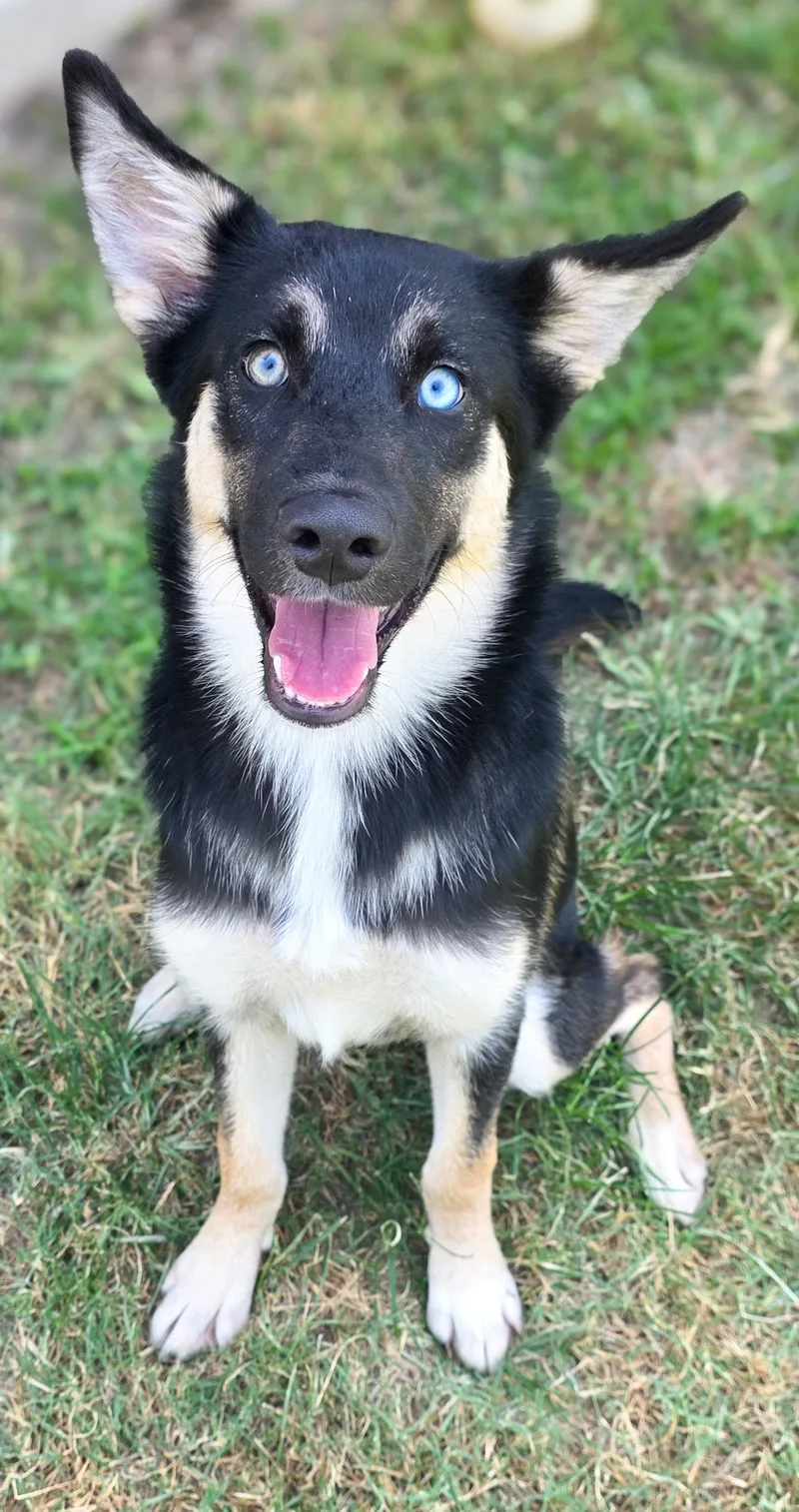 A baby medium-sized female Black Australian Shepherd dog named Anya for adoption in Gainesville, TX