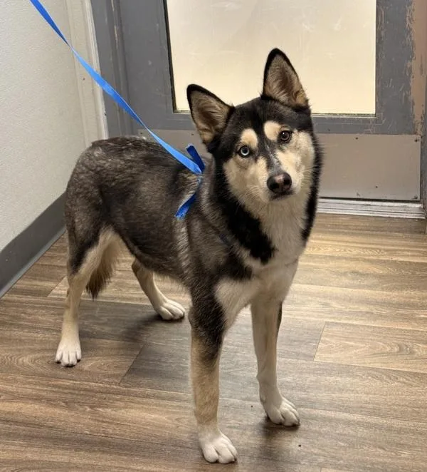 A young medium-sized female Siberian Husky dog named Lydia for adoption in San Diego, CA