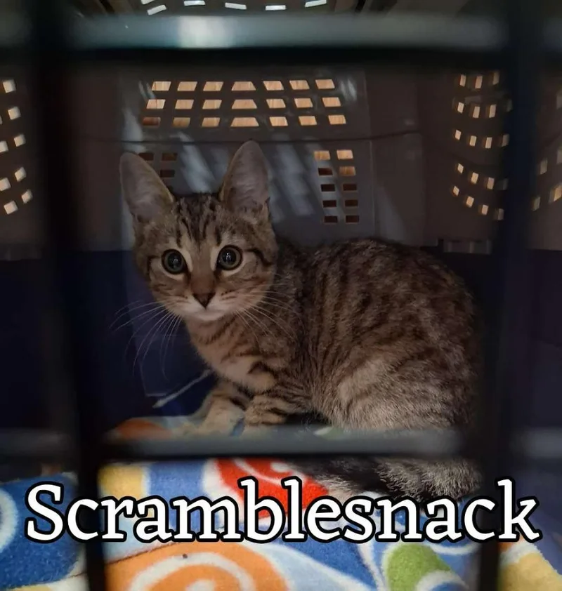 A baby small-sized male Domestic Short Hair cat named Scramblesnack for adoption in Hillsboro, OH
