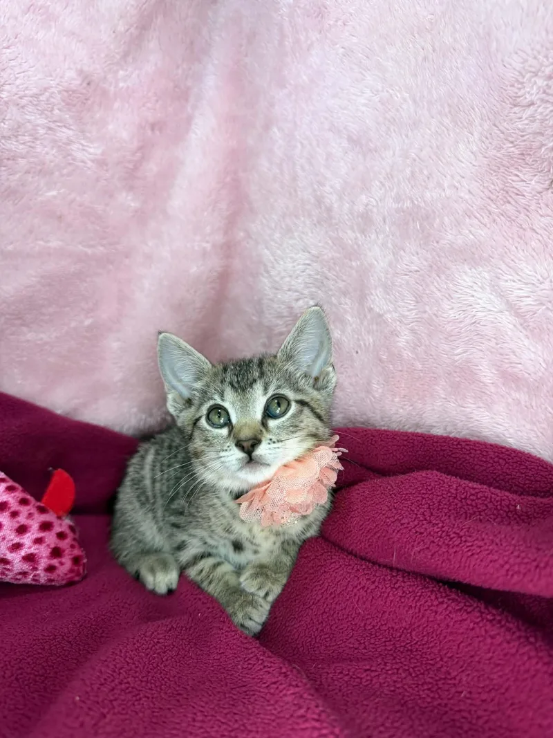A baby small-sized female Tabby cat named Kayden for adoption in Tavares, FL