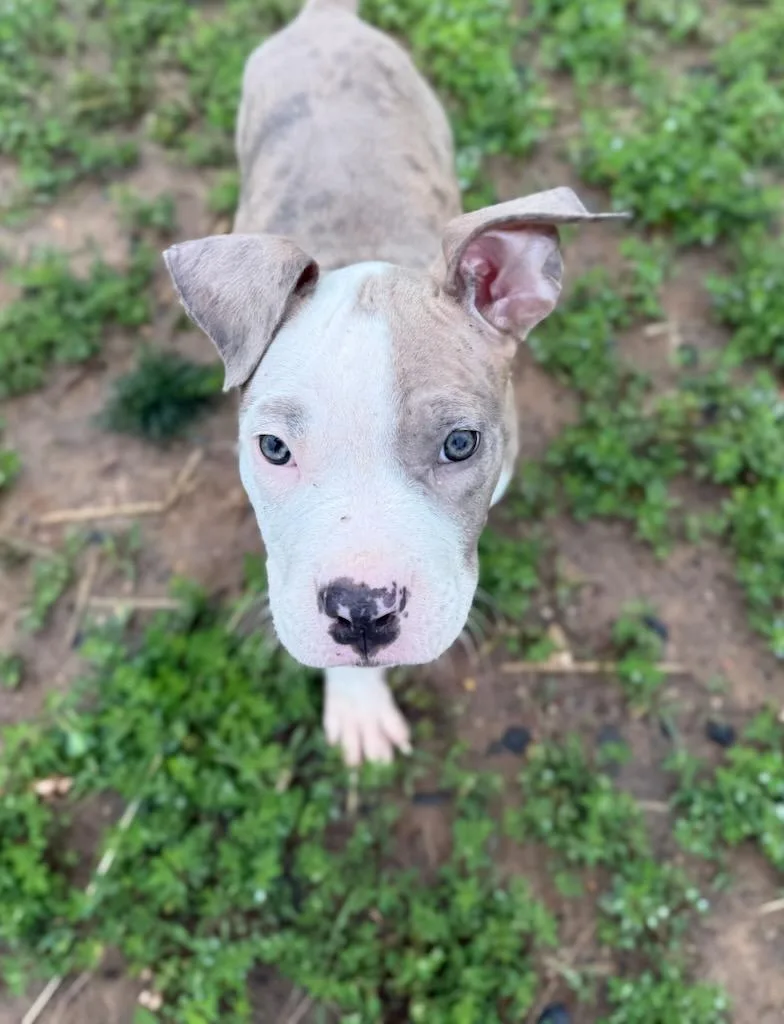 A baby small-sized female Merle (Red) Pit Bull Terrier dog named Smudge for adoption in Manassas, VA