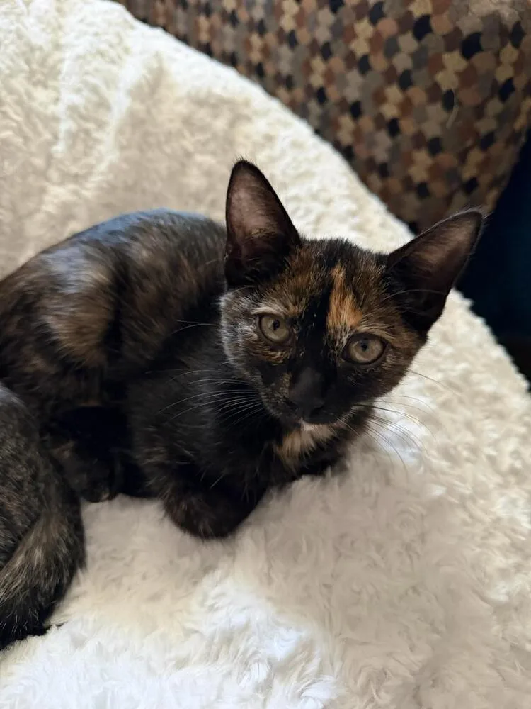 A baby small-sized female Domestic Short Hair cat named Cinnamon Toast Crunch for adoption in Orlando, FL