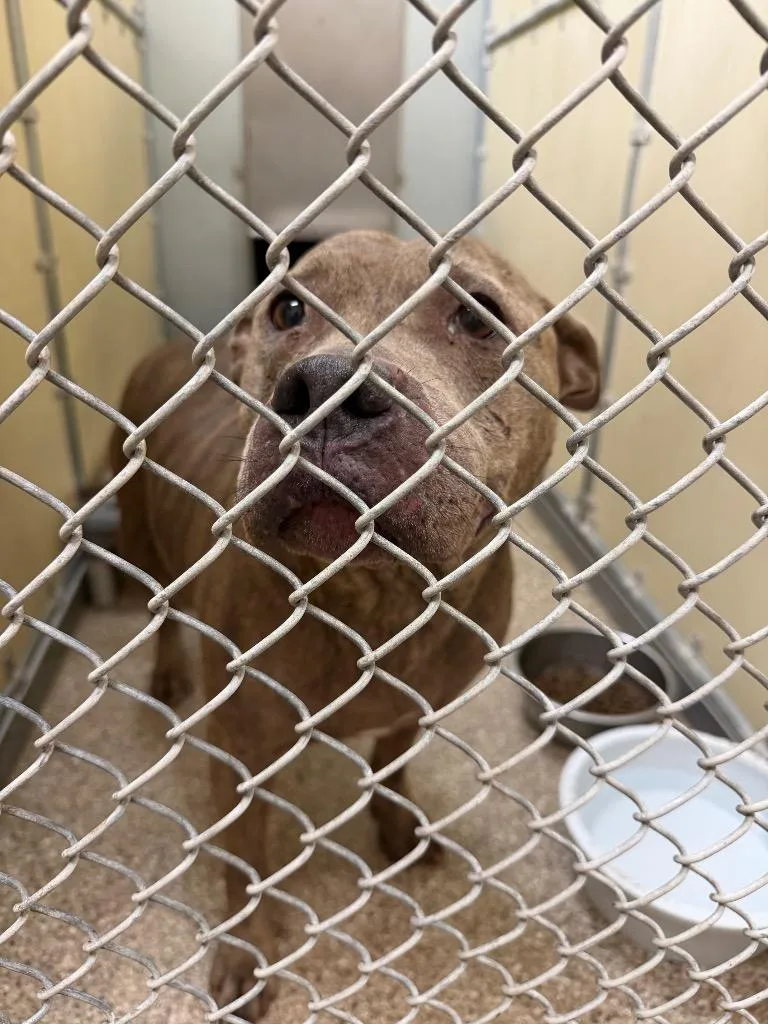 An adult medium-sized female Pit Bull Terrier dog named Skye for adoption in Great Bend, KS