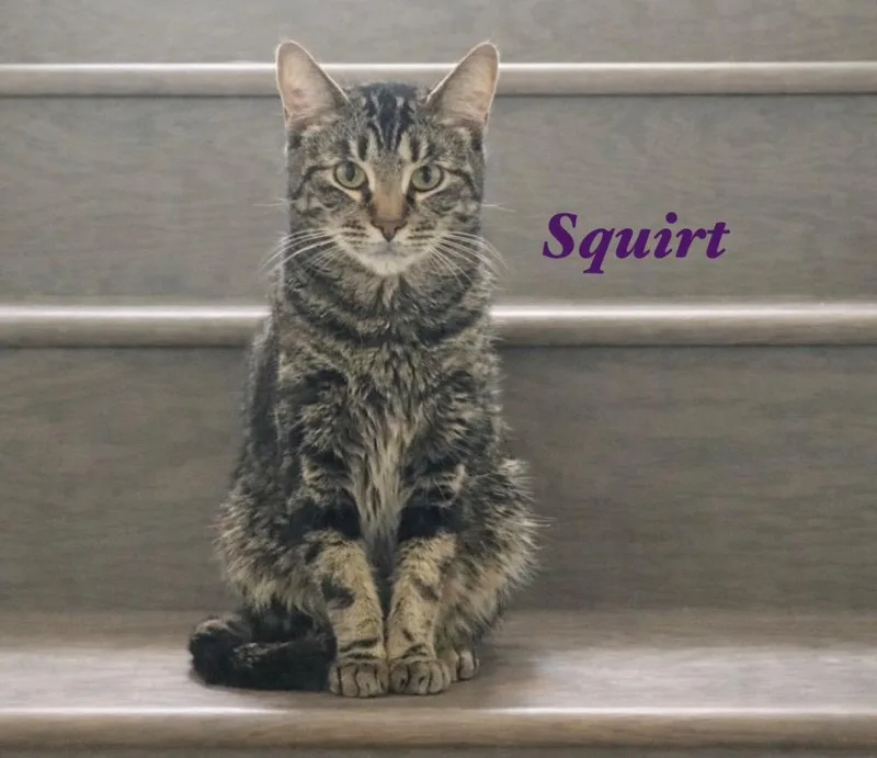 A senior medium-sized female Domestic Medium Hair cat named Squirt for adoption in Spring, TX