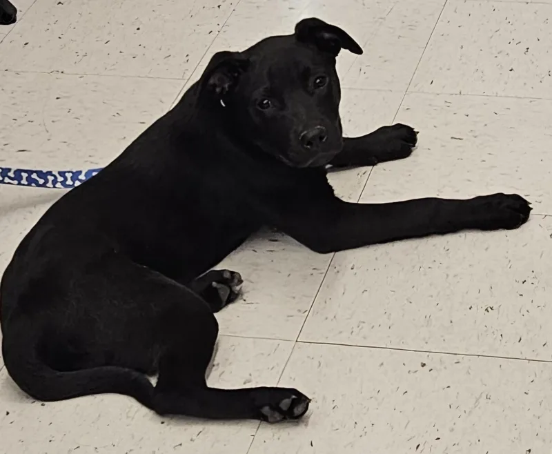 A baby large-sized female Black Labrador Retriever dog named Riot for adoption in Cincinnati, OH