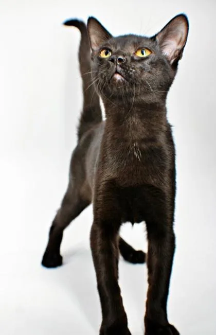 A baby small-sized female Somali cat named Biscuit for adoption in Morton Grove, IL