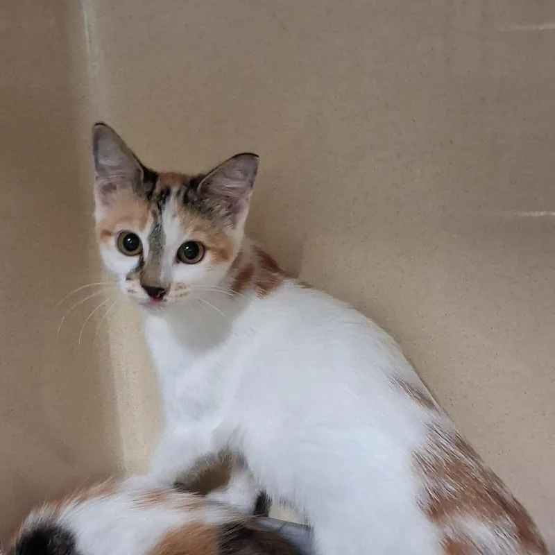A baby medium-sized female Domestic Short Hair cat named Callie for adoption in Gautier, MS