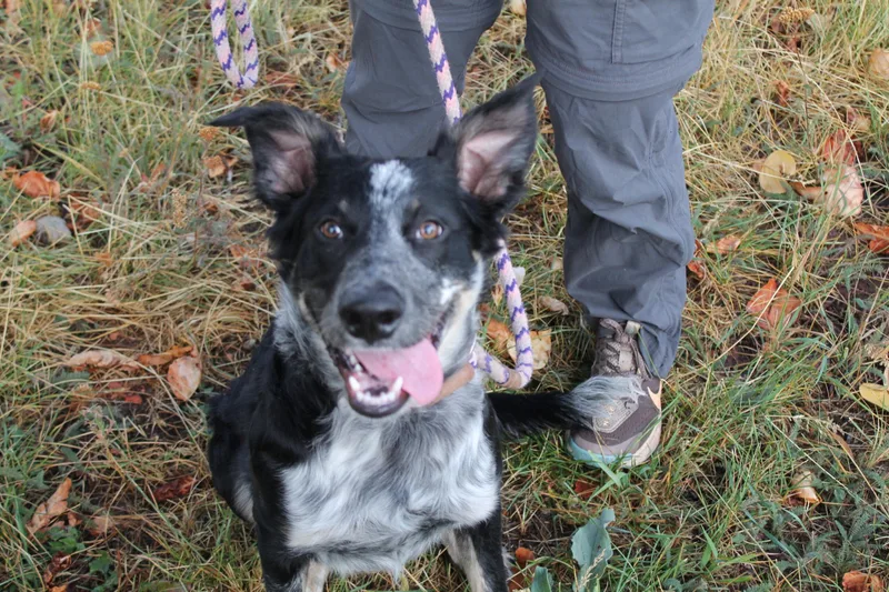 A young medium-sized male Black Cattle Dog dog named Bingo for adoption in McCall, ID