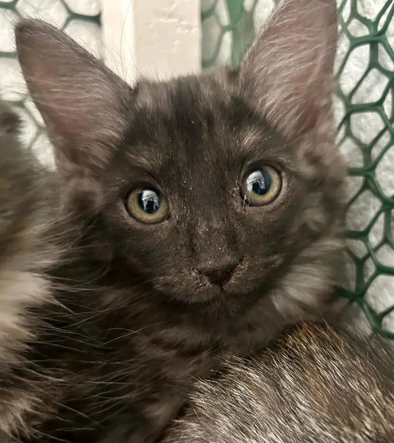 A baby small-sized male Maine Coon cat named Moonbeam for adoption in Cottonwood, AZ