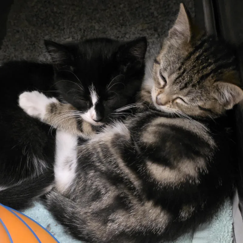 A baby medium-sized female Brown / Chocolate Domestic Short Hair cat named Zippy for adoption in Moriches, NY