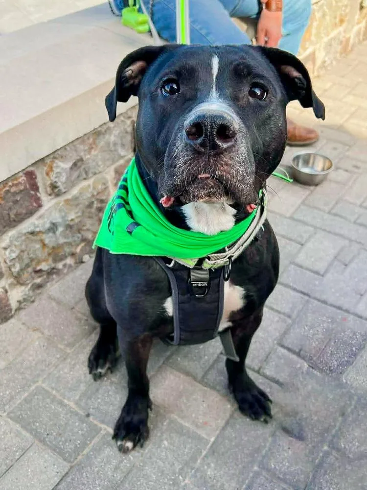 An adult large-sized male Black Pit Bull Terrier dog named Kobe for adoption in Shawnee, OK