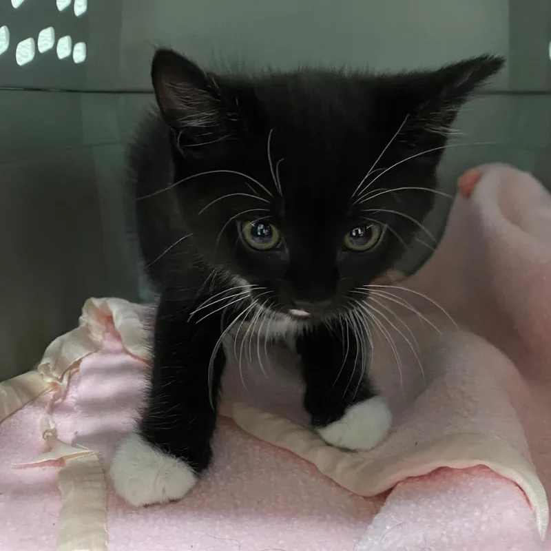 A baby medium-sized female Domestic Short Hair cat named Pamela Isley for adoption in Fall River, MA