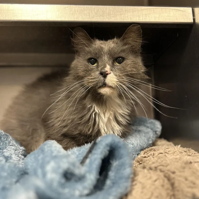 An adult medium-sized male Gray / Blue / Silver Domestic Long Hair cat named Fabio for adoption in Charleston, WV