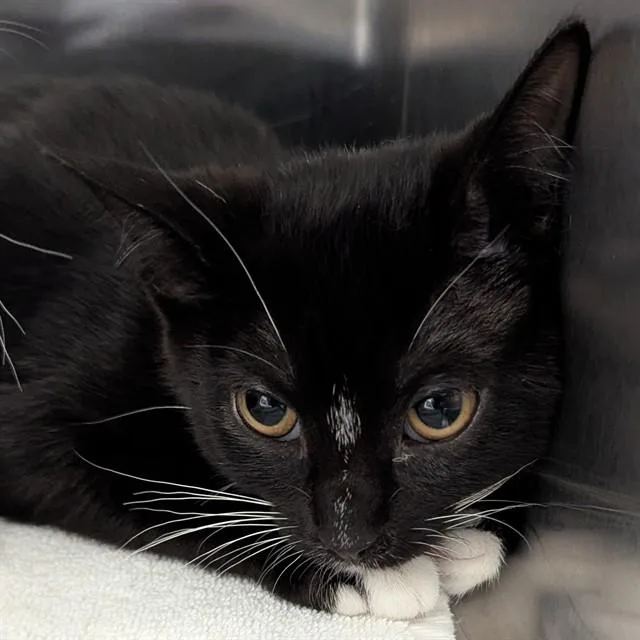 A baby small-sized female Domestic Short Hair cat named Thunder for adoption in Olivette, MO