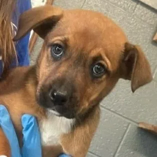 A baby small-sized female Brown / Chocolate Shepherd dog named Starfire for adoption in Marshall, VA