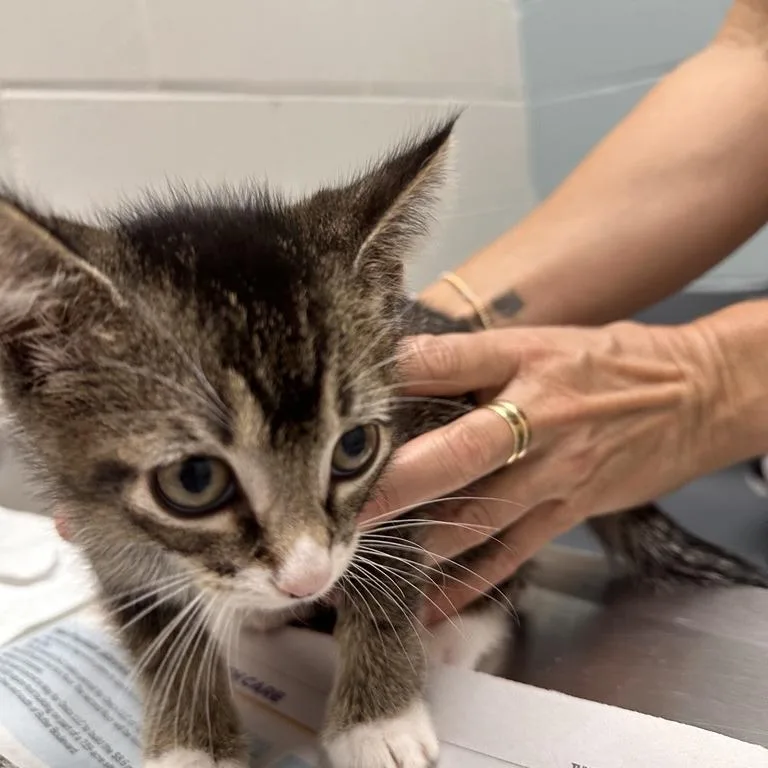 A baby small-sized male Brown / Chocolate Domestic Short Hair cat named Anastasia for adoption in Jacksonville, FL