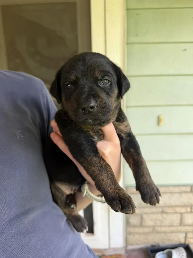 A baby large-sized male Tricolor (Brown, Black, & White) Labrador Retriever dog named Clover for adoption in Warr Acres, OK