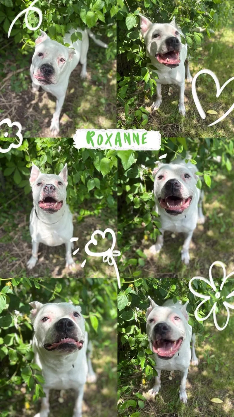 An adult large-sized female White / Cream Boxer dog named Roxanne for adoption in Huntington, WV