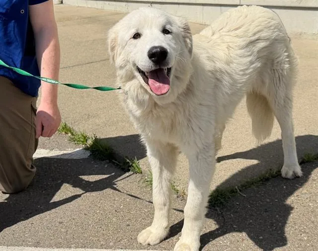 A young small-sized male Great Pyrenees dog named Mason for adoption in Santa Rosa, CA