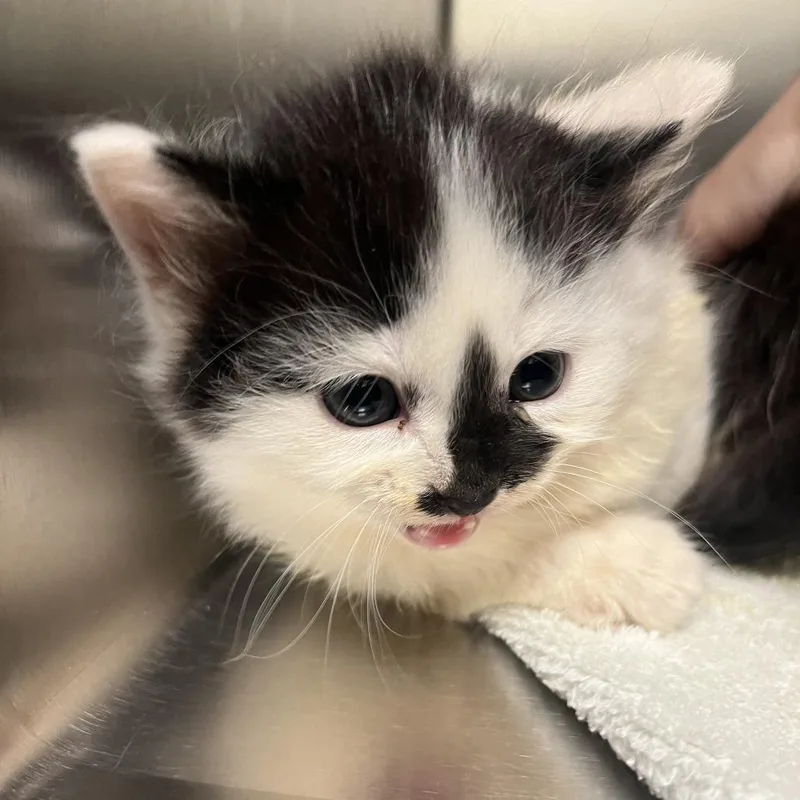 A baby small-sized female White Domestic Short Hair cat named Bermuda Grass for adoption in Charlottesville, VA