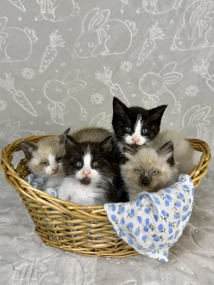 A baby medium-sized male Black & White / Tuxedo Domestic Medium Hair cat named Guppy for adoption in Salinas, CA