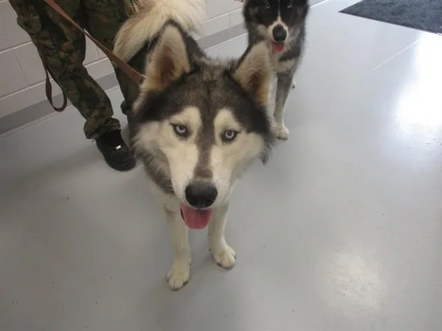 Balto