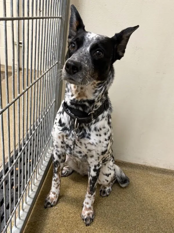An adult medium-sized female Mixed Breed dog named Mabel Sue for adoption in Vancouver, WA