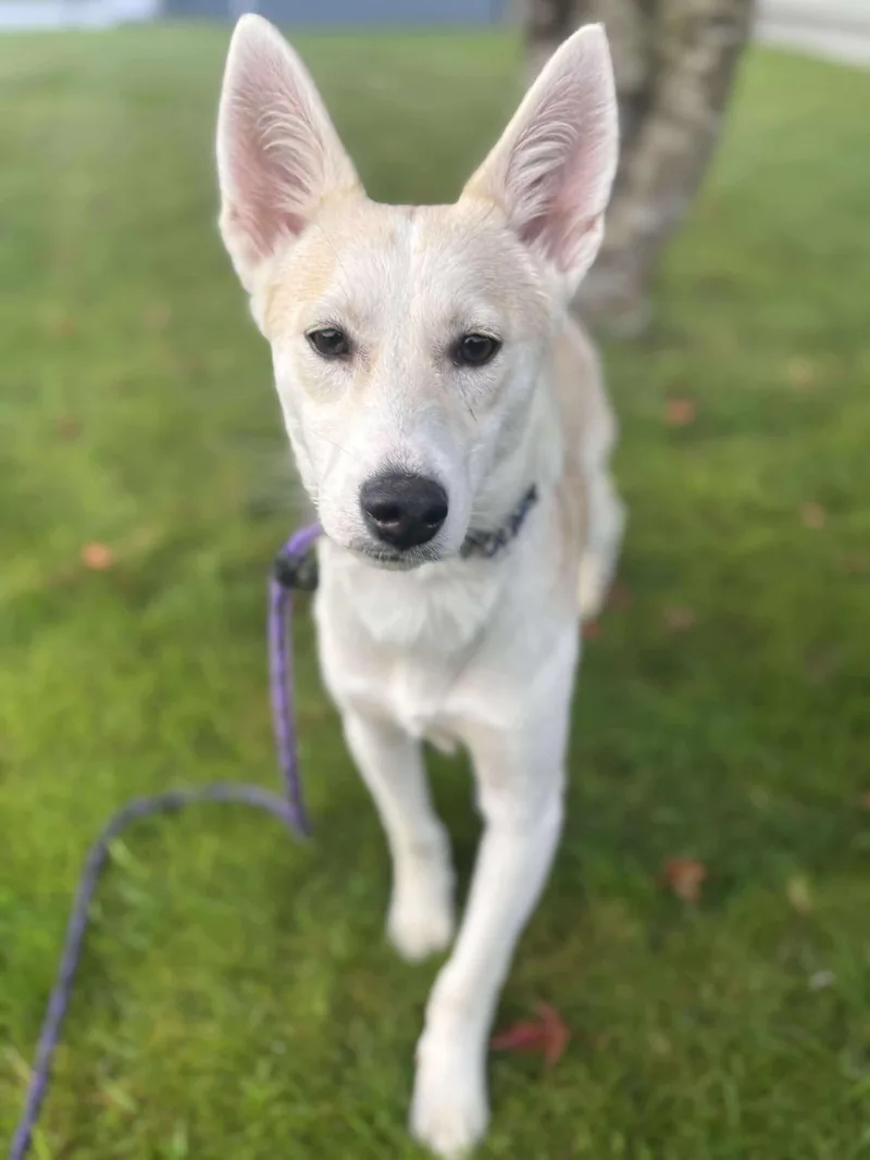 Samewise Gamgee thumbnail 2