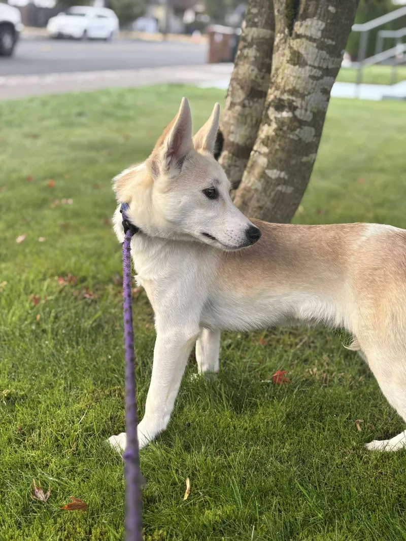 Samewise Gamgee thumbnail 3