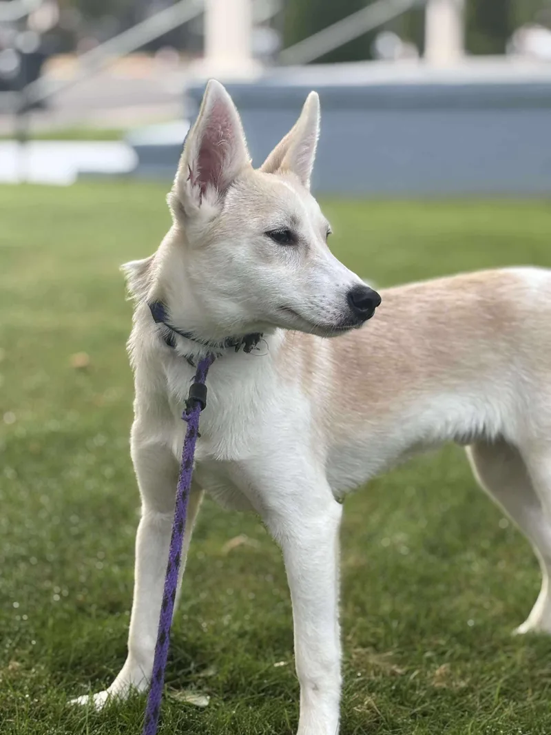 Samewise Gamgee thumbnail 4