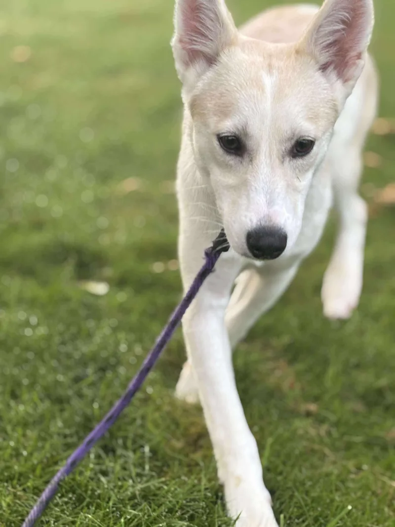 Samewise Gamgee thumbnail 5