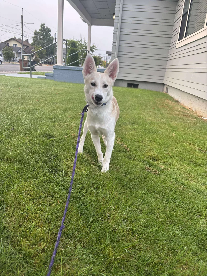 Samewise Gamgee thumbnail 6