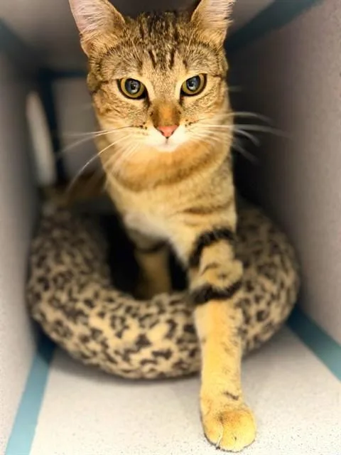 A young medium-sized female Domestic Short Hair cat named Maki for adoption in Agoura, CA