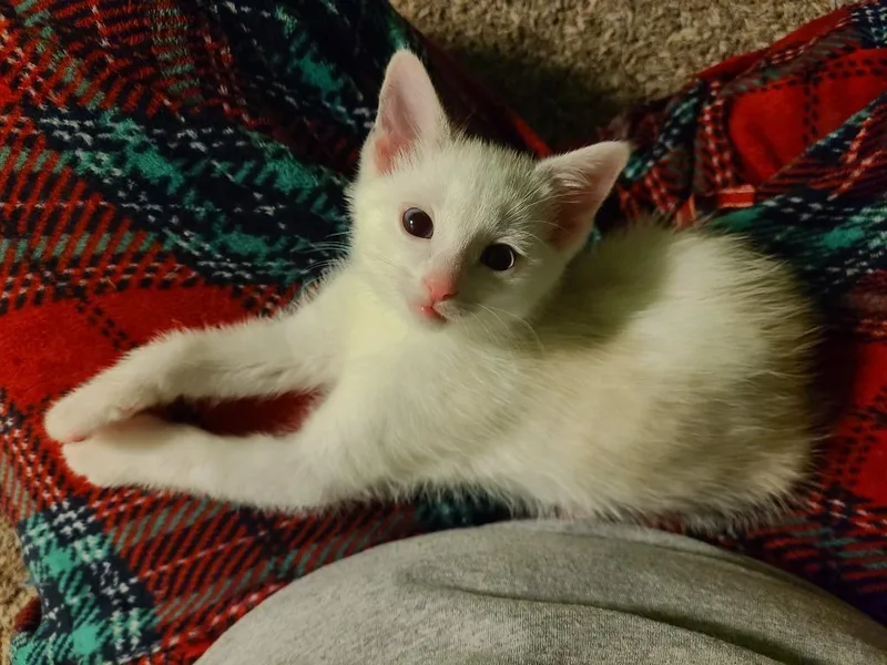 Penny