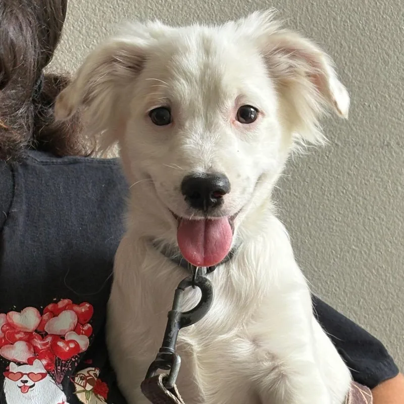 An adult small-sized male White / Cream Chihuahua dog named Shilo for adoption in Yuma, AZ