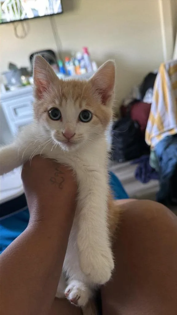 A baby small-sized male Domestic Short Hair cat named Nacho for adoption in San Pedro, CA