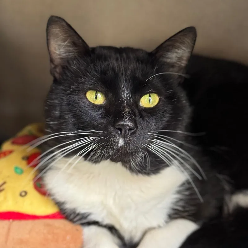 An adult large-sized male Black Domestic Short Hair cat named Tommy for adoption in Santa Barbara, CA
