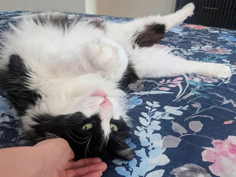Felix