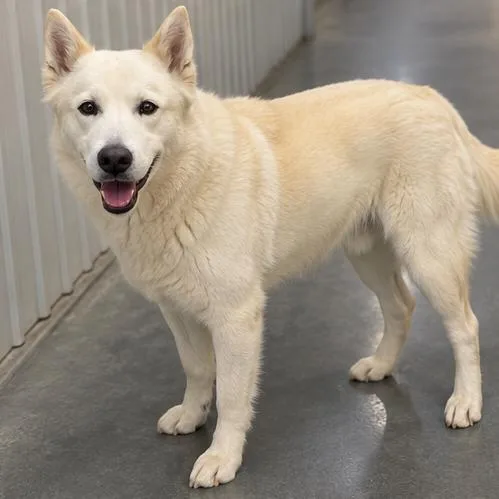 An adult medium-sized female White / Cream Husky dog named Fancy for adoption in Idaho Falls, ID